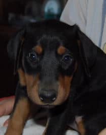 doberman pinscher puppies