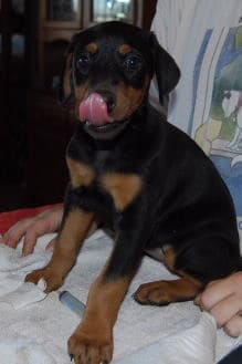 doberman pinscher puppies