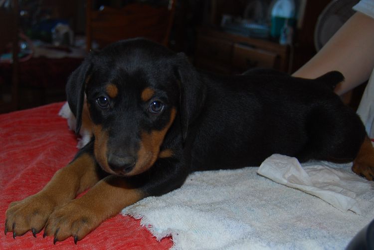 doberman pinscher puppies