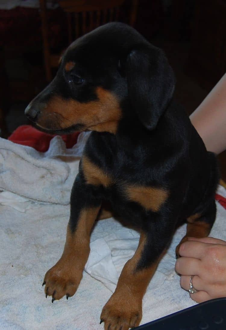 doberman pinscher puppies