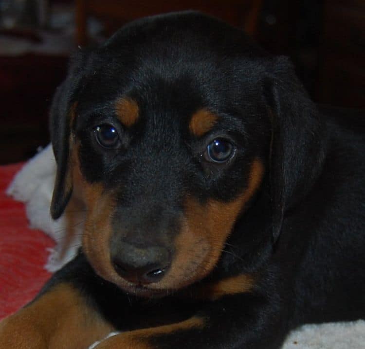 doberman pinscher puppies