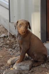 doberman pinscher puppies