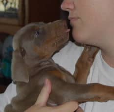 doberman pinscher puppies