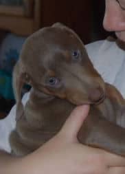 doberman pinscher puppies