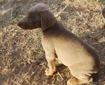 doberman pinscher puppies