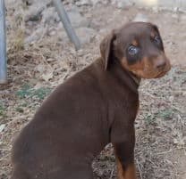 doberman pinscher puppies