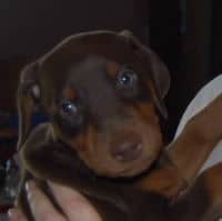 doberman pinscher puppies