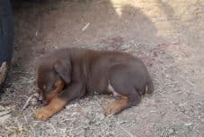 doberman pinscher puppies