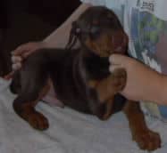 doberman pinscher puppies