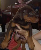 doberman pinscher puppies