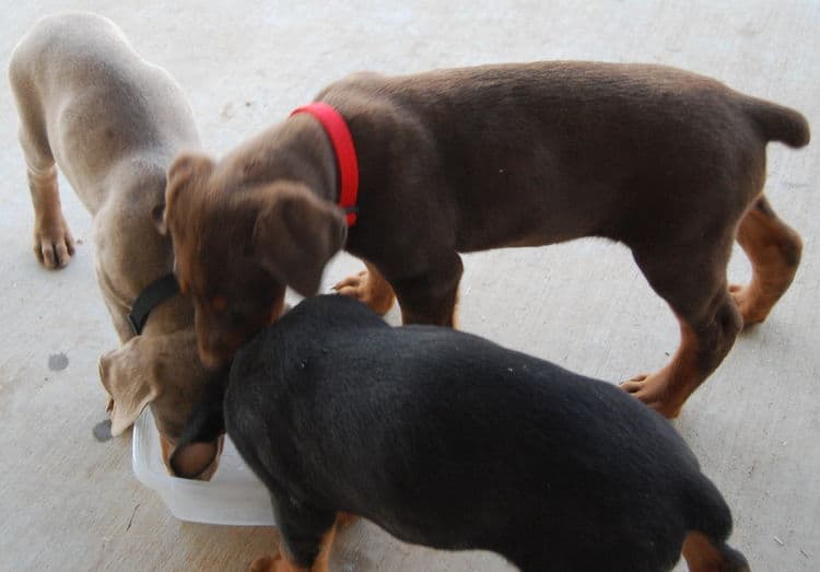 doberman litter with full rainbow of colors