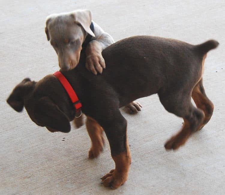 doberman litter with full rainbow of colors