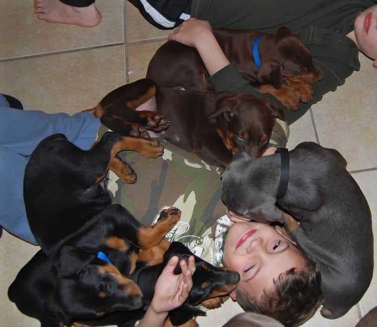 doberman litter with full rainbow of colors