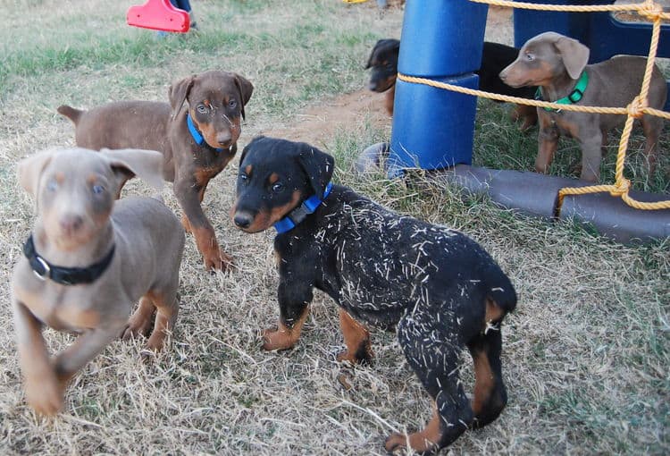 doberman litter with full rainbow of colors