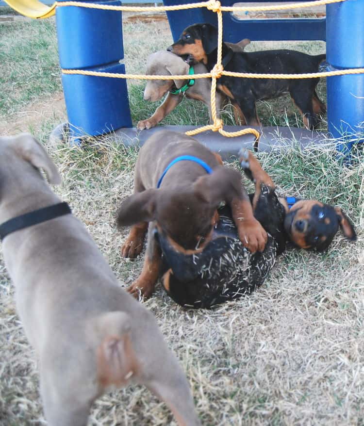 doberman litter with full rainbow of colors