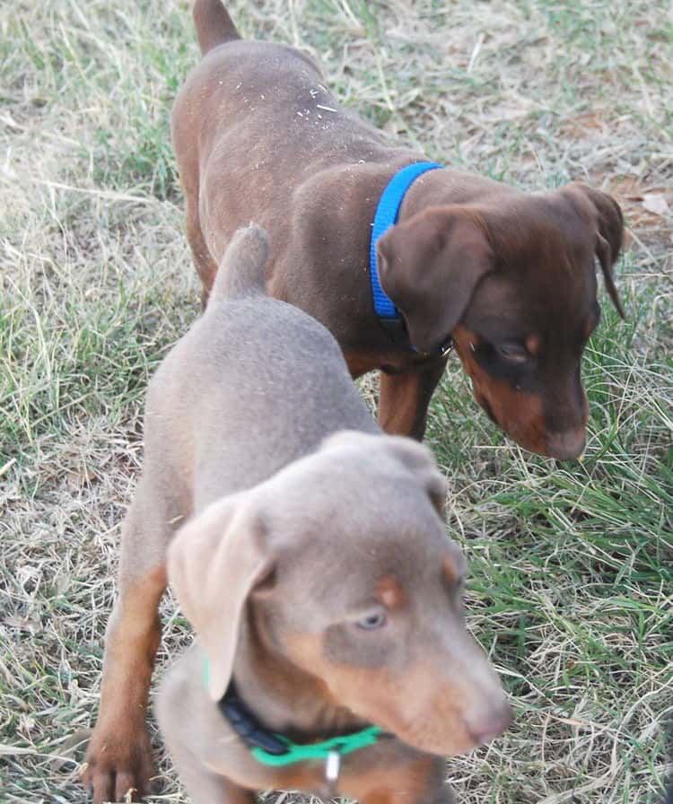 doberman litter with full rainbow of colors