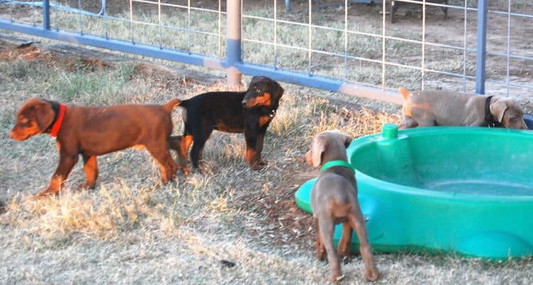 doberman litter with full rainbow of colors