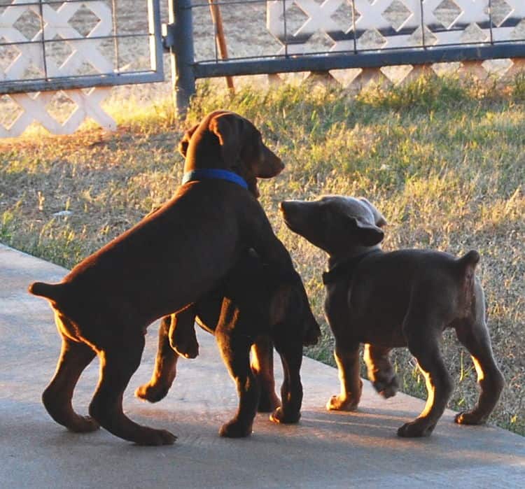 doberman litter with full rainbow of colors