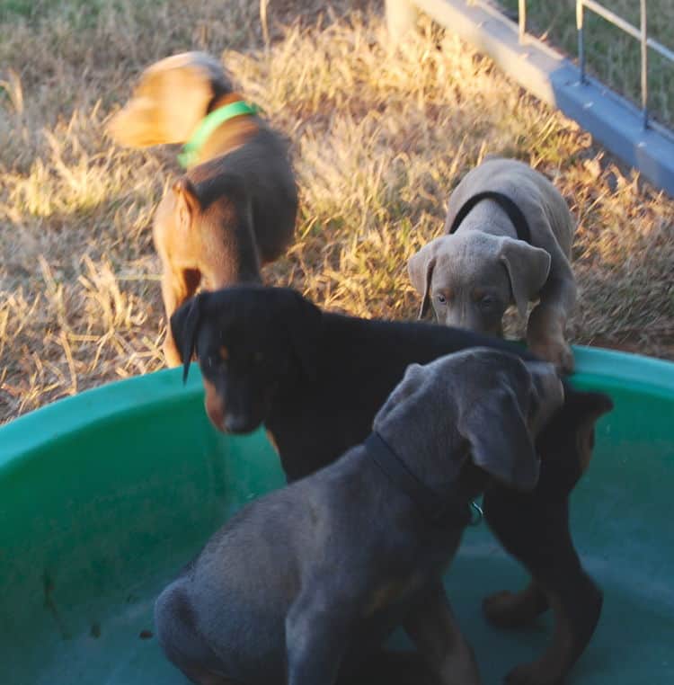 doberman litter with full rainbow of colors