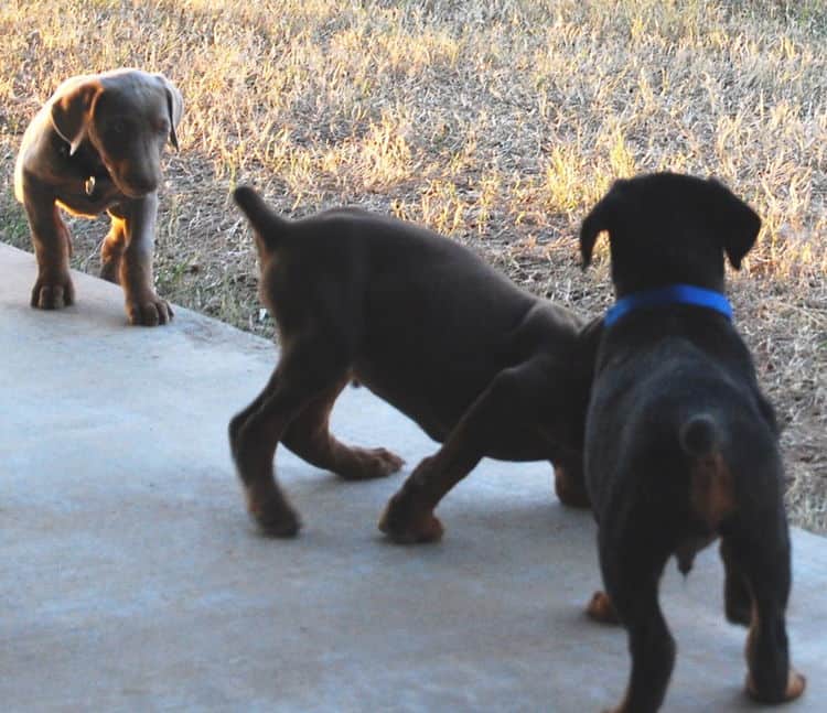 doberman litter with full rainbow of colors