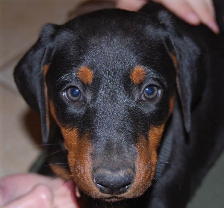 black female puppy