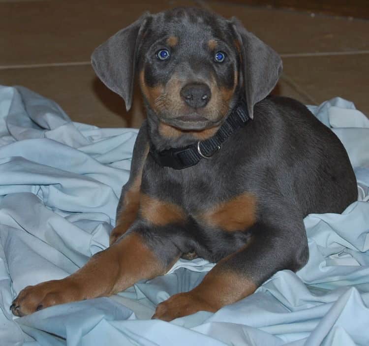 blue male doberman puppy