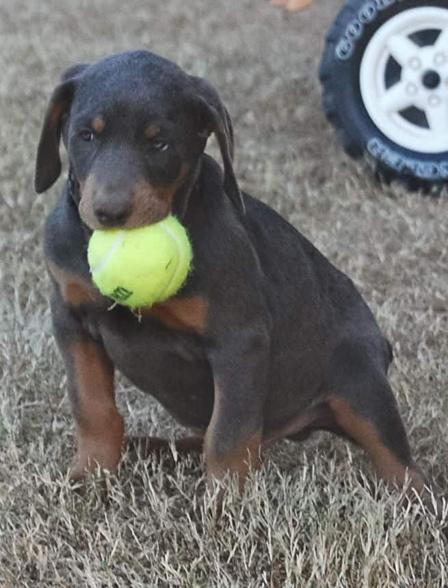 blue male doberman puppy