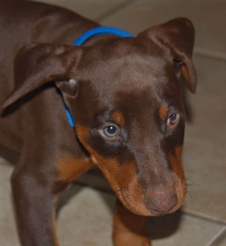 red and rust male doberman puppy