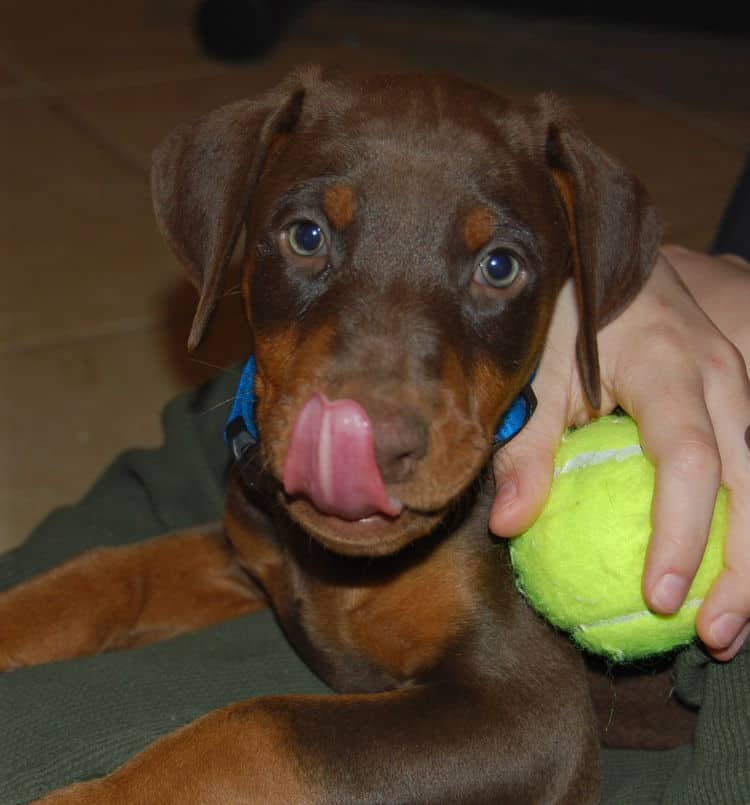 red and rust male doberman puppy