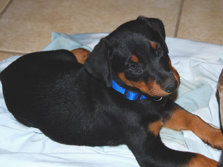 black male doberman puppy