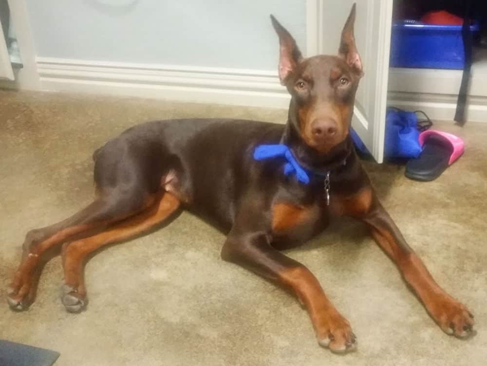 red and rust female doberman