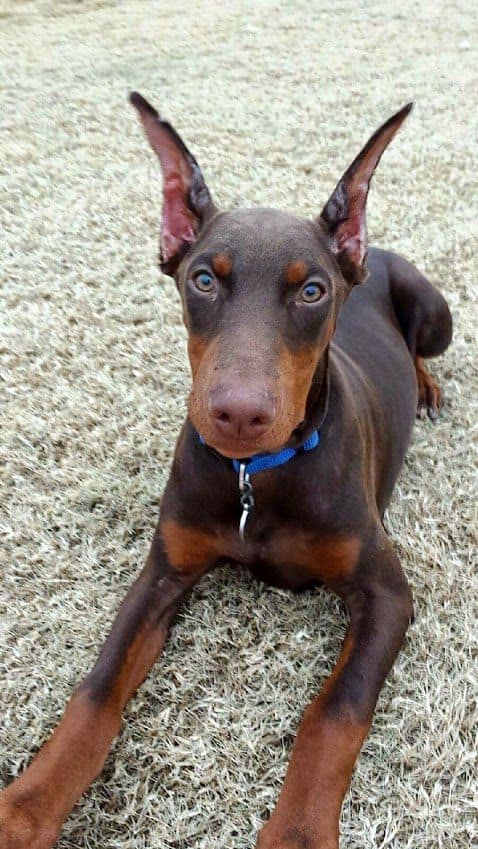 red and rust female doberman