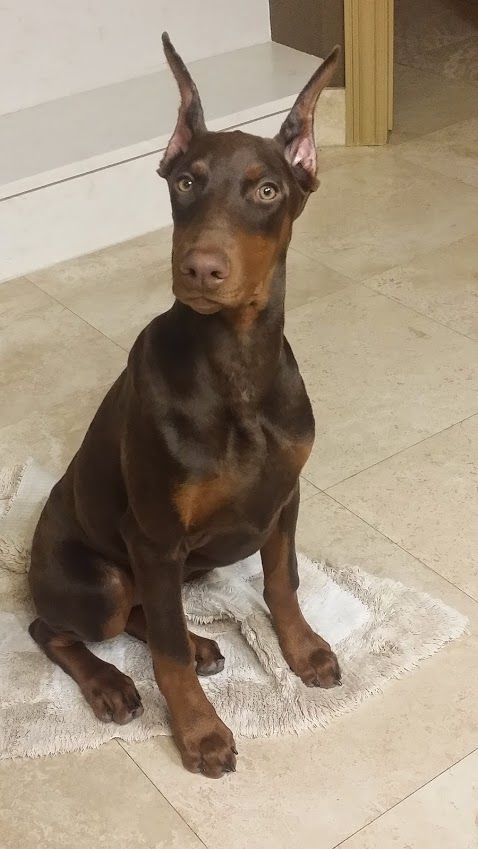 red and rust female doberman