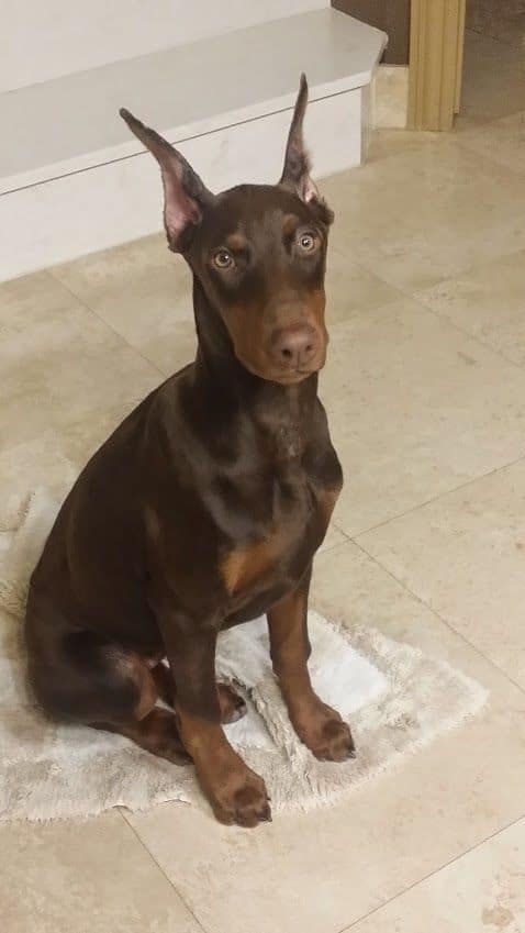 red and rust female doberman