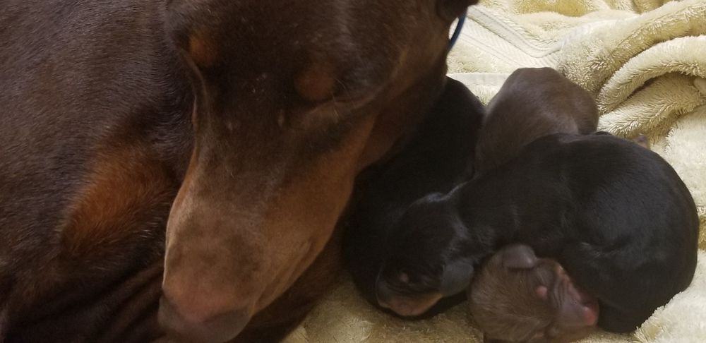 1 day old doberman puppies