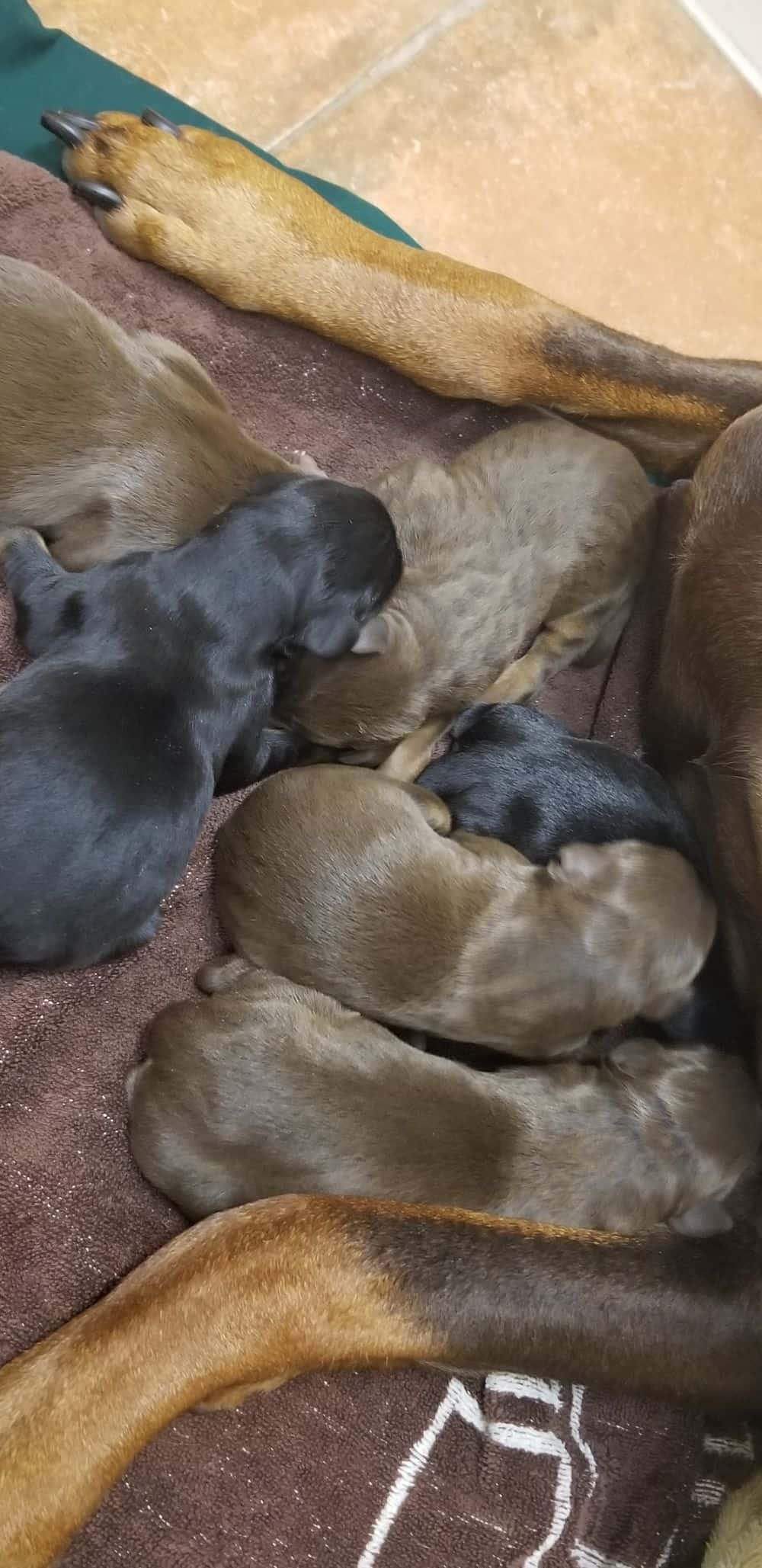 1 day old doberman puppies