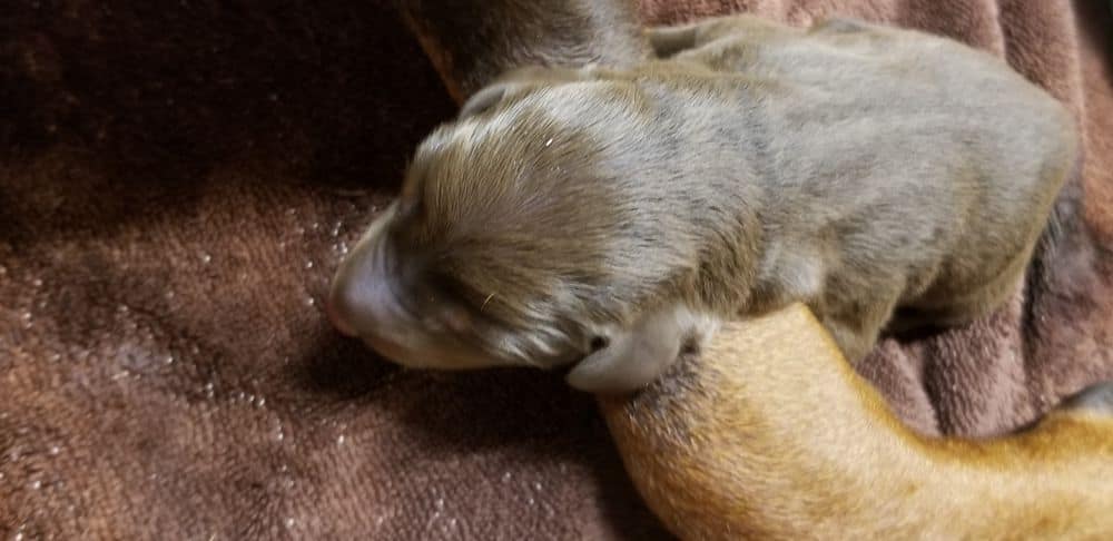 1 day old doberman puppies