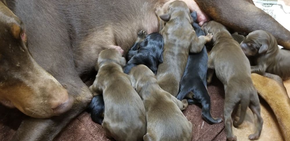 1 day old doberman puppies