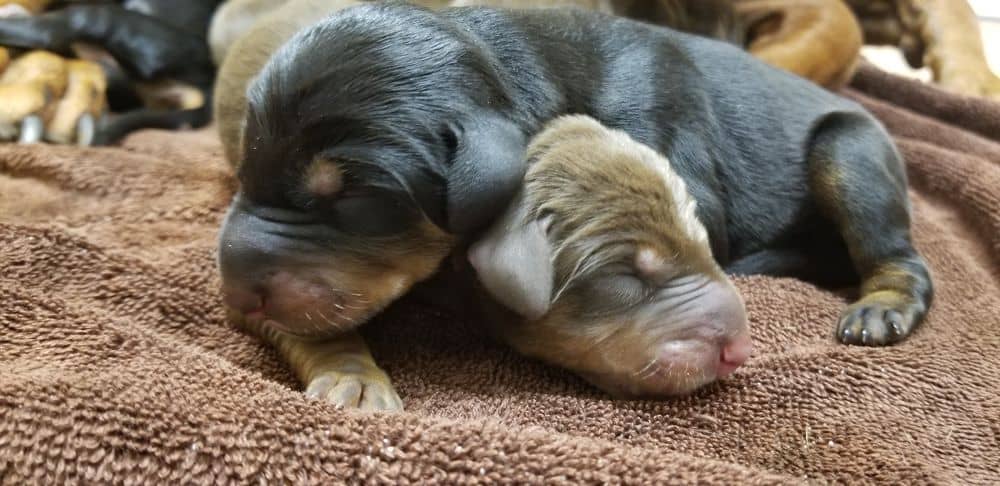 1 day old doberman puppies