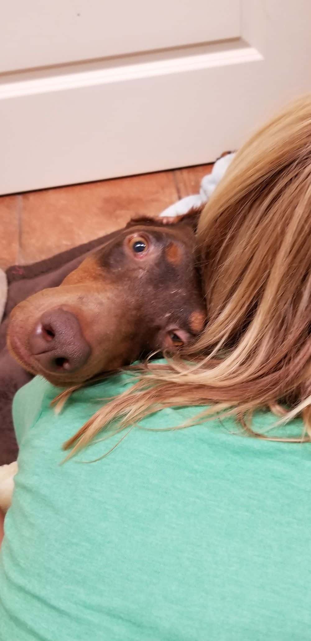 1 day old doberman puppies