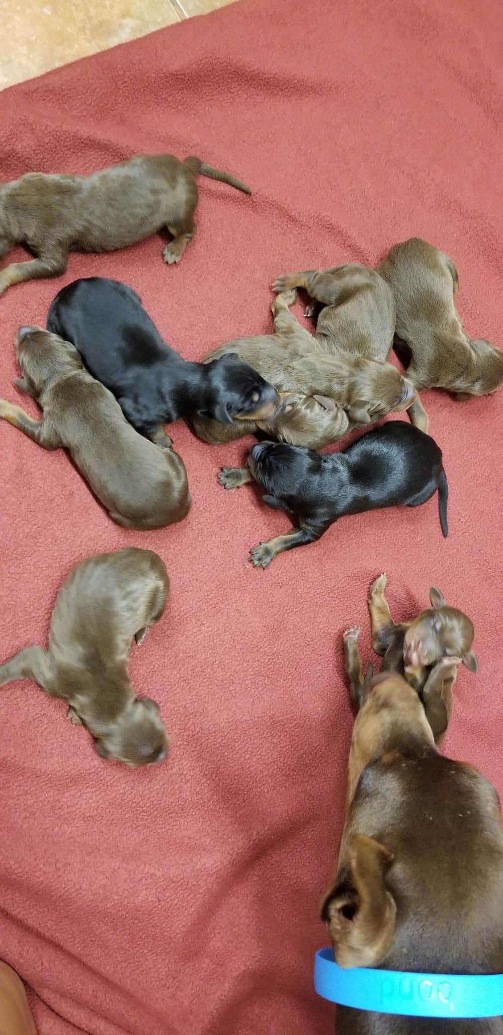 1 day old doberman puppies