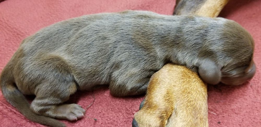 1 day old doberman puppies