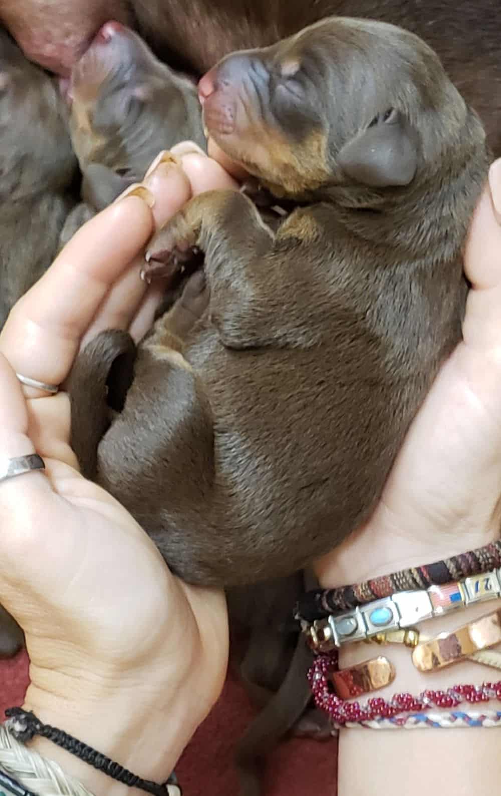 1 day old doberman puppies