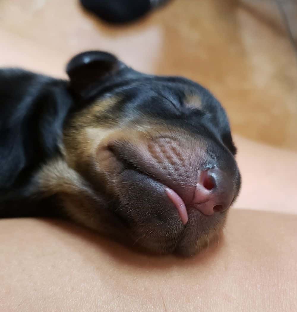 1 day old doberman puppies