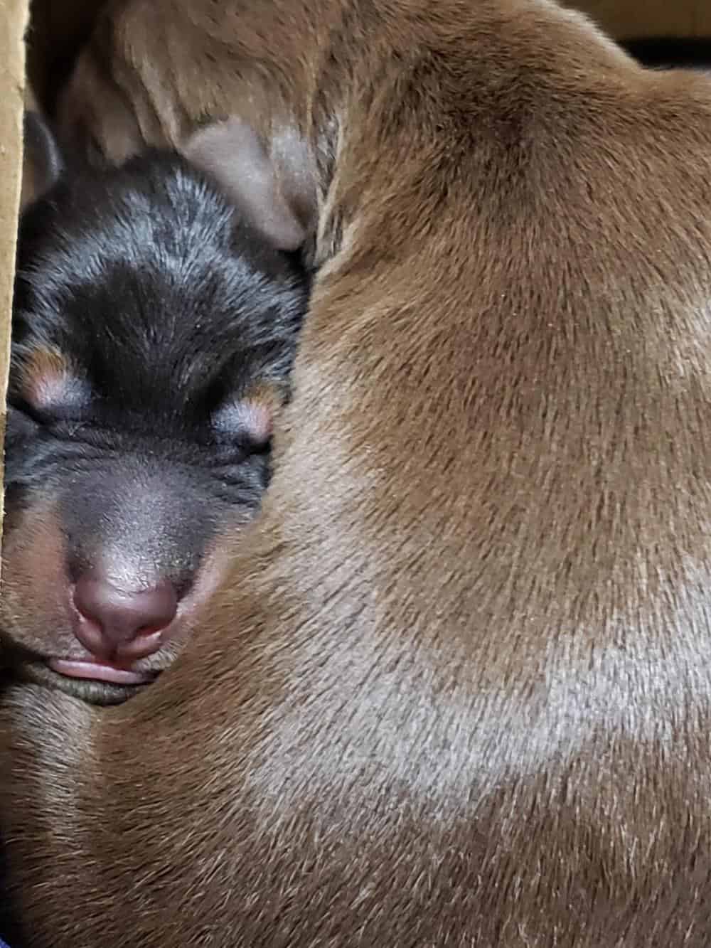 1 day old doberman puppies