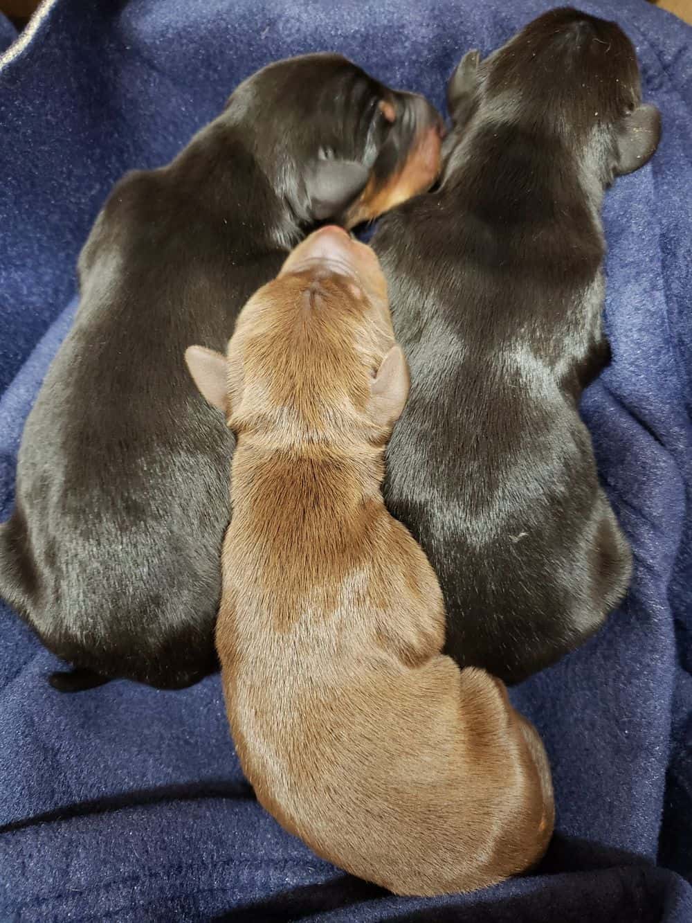 1 day old doberman puppies