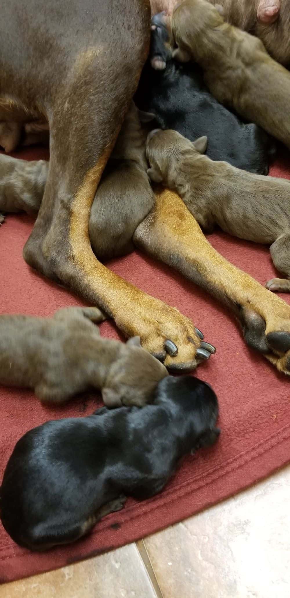 1 day old doberman puppies