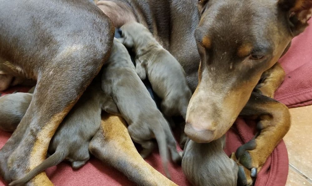 1 day old doberman puppies