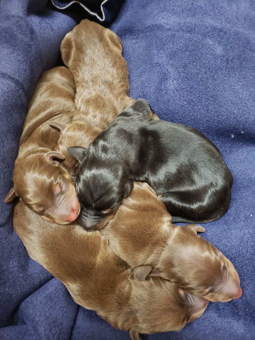 1 day old doberman puppies