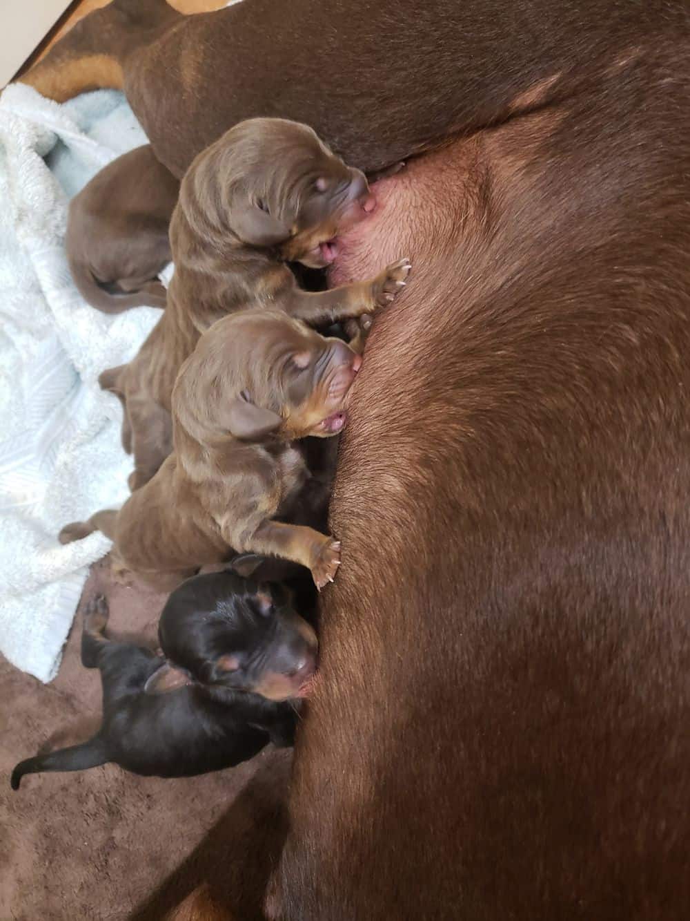 1 day old doberman puppies